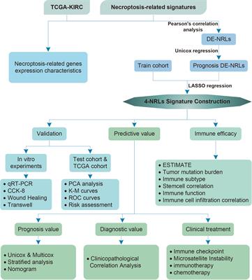 A novel necroptosis-related long noncoding RNA model for predicting clinical features, immune characteristics, and therapeutic response in clear cell renal cell carcinoma